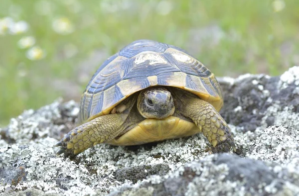 Mahmuz butlu kaplumbağa (Testudo graeca) — Stok fotoğraf