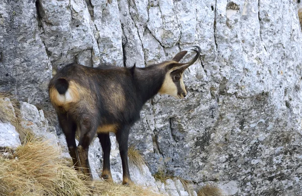 Chamois (Rupicapra rupicapra) — Stok fotoğraf