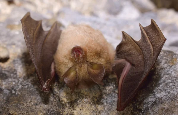 Petite chauve-souris en fer à cheval (Rhinolophus hipposideros) — Photo