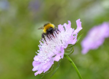 Mor çiçekte bir arı