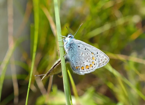 Silver-studded Blue Butterfly - Plebejus argus — Stock Photo, Image