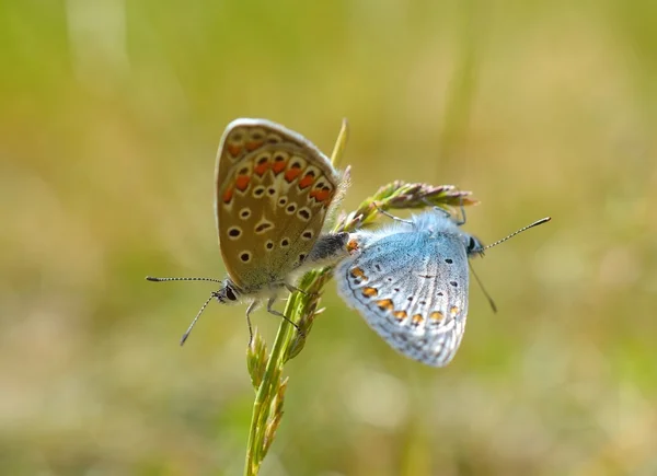 Серебристо-голубая муха - Bejus argus — стоковое фото