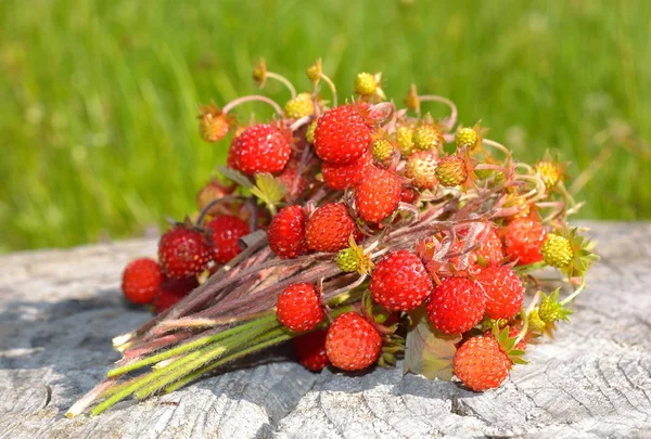 Wild strawberry — Stock Photo, Image