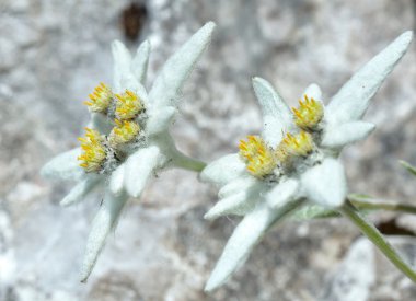 Edelweiss (Leontopodium alpinum) clipart