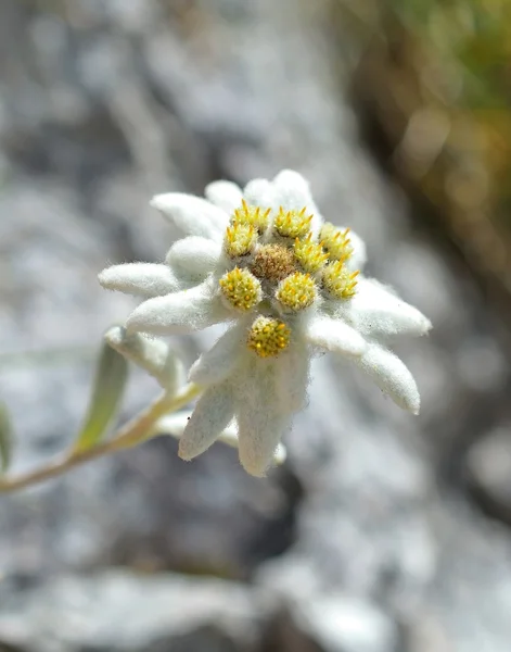 에 델 바이스 (Leontopodium alpinum) — 스톡 사진