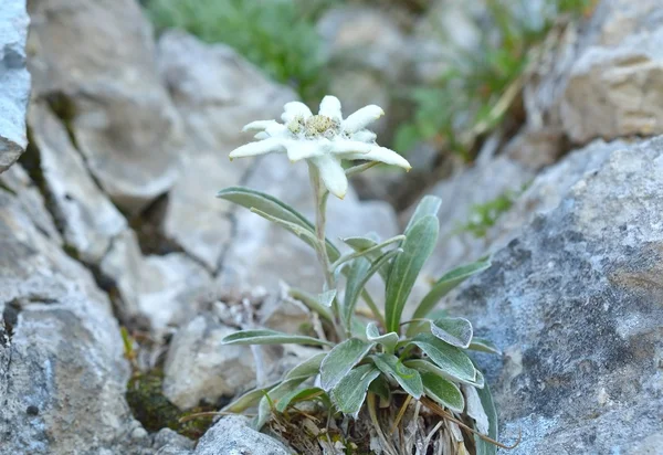 Gyopár (Leontopodium alpinum) — Stock Fotó