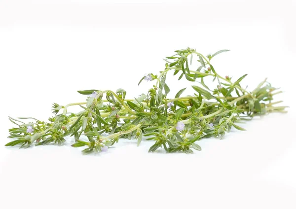 Thyme fresh herb — Stock Photo, Image