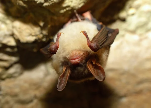 Nagyfülű denevér (Myotis bechsteinii) — Stock Fotó