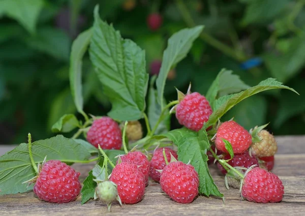 Ripe raspberry in garden — Stock Photo, Image