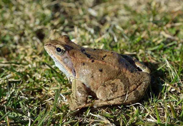 The Common Frog — Stock Photo, Image