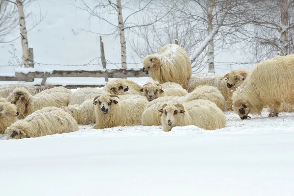 Soğuk bir kış koyun — Stok fotoğraf