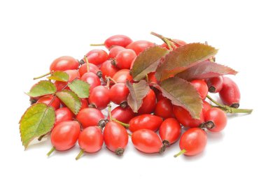 kuşburnu (rosa canina)