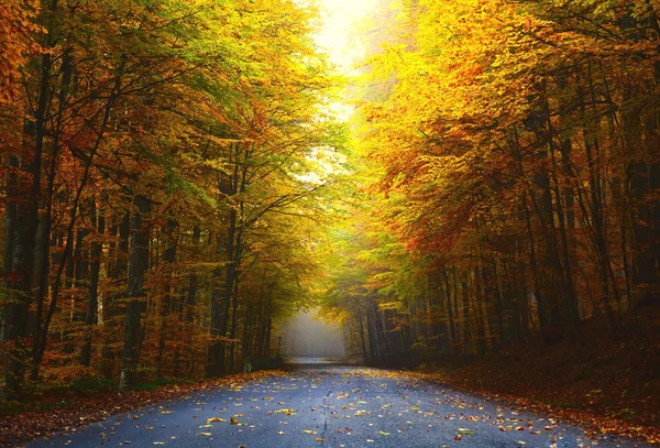 Road in autumn forest — Stock Photo, Image