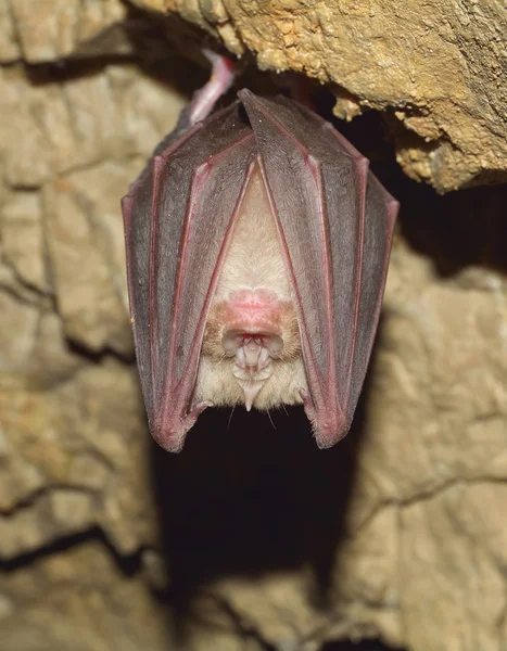 Morcego de ferradura menor (Rhinolophus hipposideros) — Fotografia de Stock