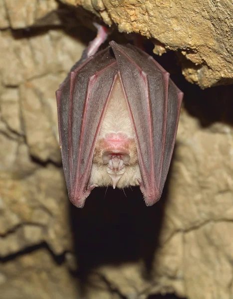 小马蹄蝙蝠（Rhinolophus hipposideros）) — 图库照片