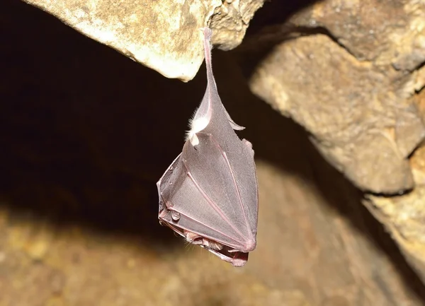 Mayor murciélago herradura (Rhinolophus ferrumequinum ) — Foto de Stock