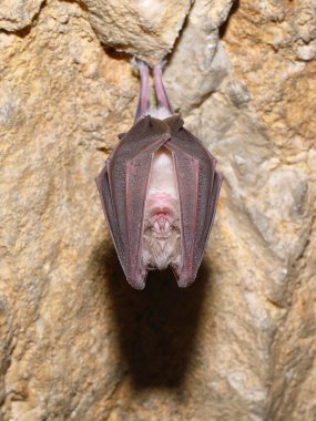 Küçük At nalı Yarasası (Rhinolophus hipposideros)