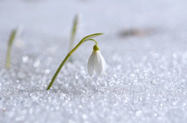 bahar beyaz kardelen