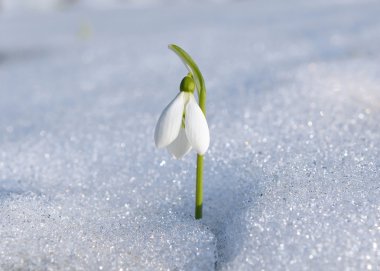 bahar beyaz kardelen