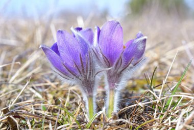 dağ pasqueflower (pulsatilla montana)