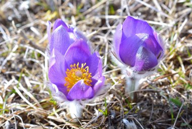 dağ pasqueflower (pulsatilla montana)
