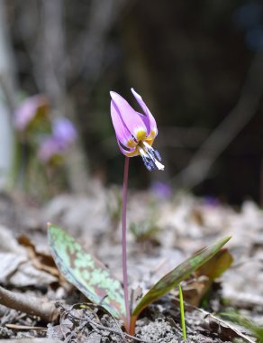 Köpek diş Violet (Erythronium dens-büyük köpek)