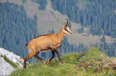 Chamois (Rupicapra rupicapra)