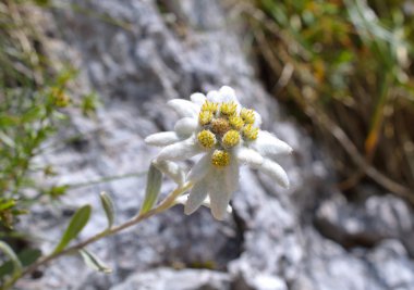 Edelweiss (Leontopodium alpinum) clipart