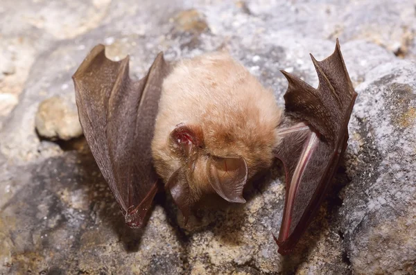 小马蹄蝙蝠（Rhinolophus hipposideros）) — 图库照片