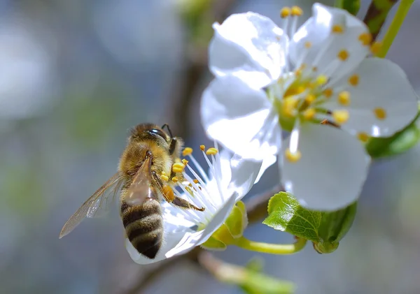 Гілка з квіткою вишневого дерева і медоносним бджіл — стокове фото