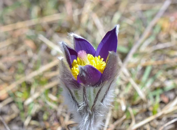 Hegyi pasqueflower (pulsatilla montana) — Stock Fotó