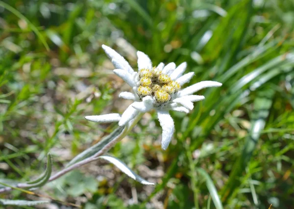 Edelweiss (Leontopodium alpinum) — Stok fotoğraf