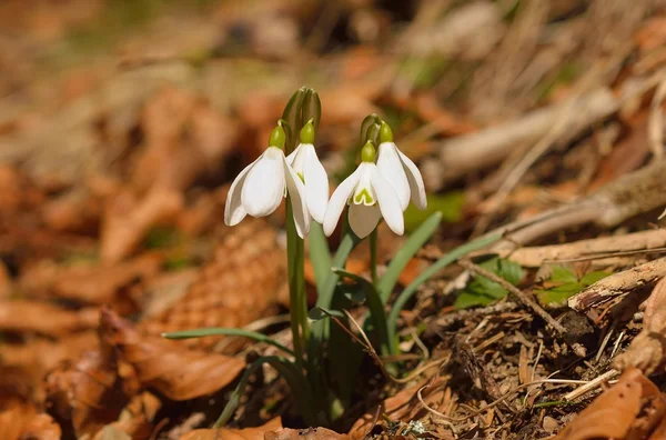 Nevadas blancas en primavera — Foto de Stock