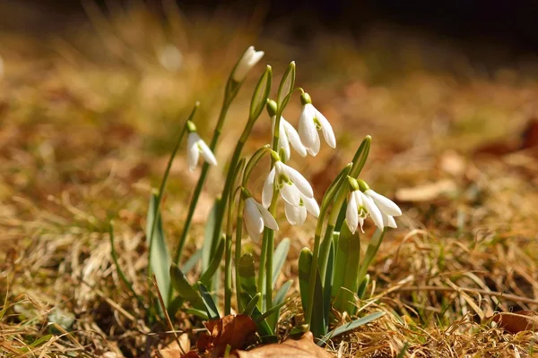 Fehér hóvirág, tavaszi — Stock Fotó