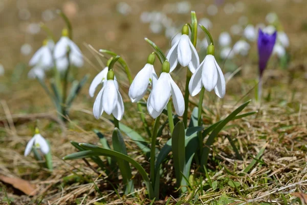 Gotas de neve brancas na primavera — Fotografia de Stock