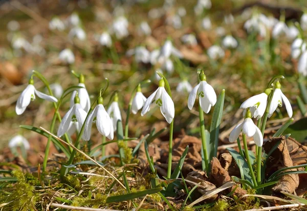 Gotas de neve brancas na primavera — Fotografia de Stock