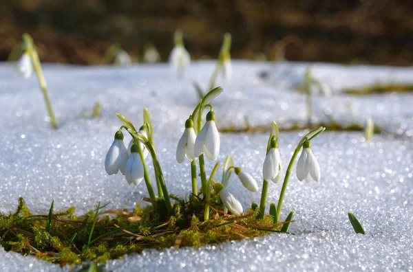 Nevadas blancas en primavera — Foto de Stock