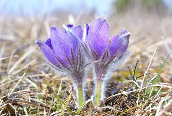 산 할 (pulsatilla 몬타나) — 스톡 사진