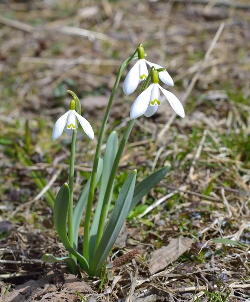 봄에는 흰색 snowdrops — 스톡 사진