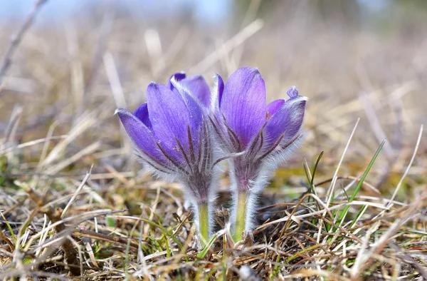 மலை பாஸ்க் மலர் (Pulsatilla Montana) ) — ஸ்டாக் புகைப்படம்