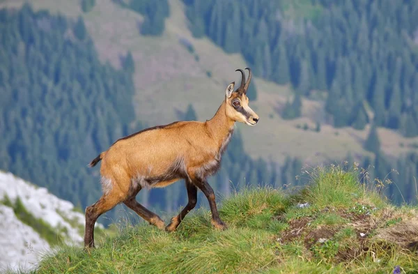 Camoscio (Rupicapra rupicapra ) — Foto Stock