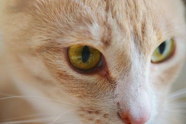 Yeşil kedi gözleri