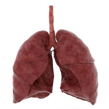 İnsan İç Organı Solunum Sistemi 3 Boyutlu Görüntü Kavramı Akciğerleri Anatomi 3