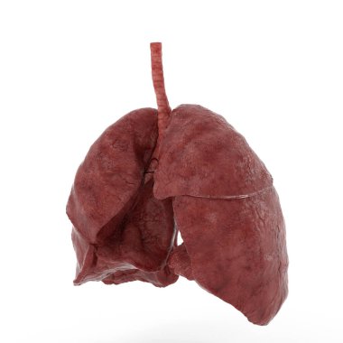 İnsan İç Organı Solunum Sistemi 3 boyutlu Görüntü Anatomi 2 Akciğerleri