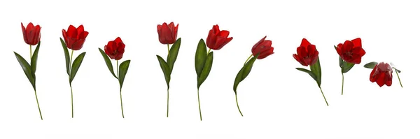 Red Tulips Isolated White Render — Stock Photo, Image