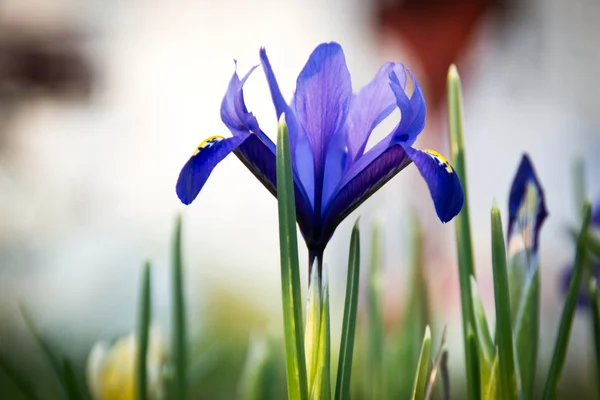 Irises in the spring — Stock Photo, Image