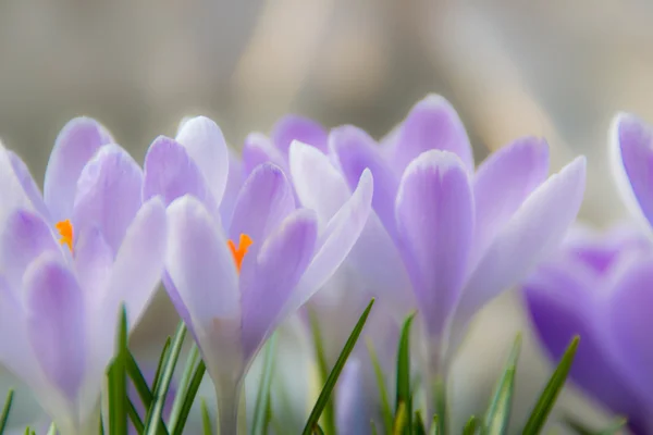 Crocuses in the spring Stock Image