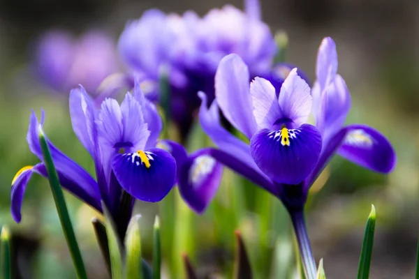 Irises in the spring Stock Photo