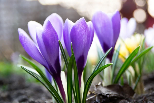 Crocuses in the spring — Stock Photo, Image