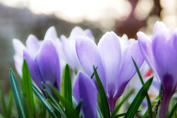 Crocuses in the spring — Stock Photo, Image